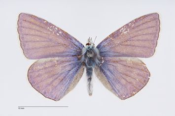 preview Polyommatus icarus ab. privata Schönfeld, 1924